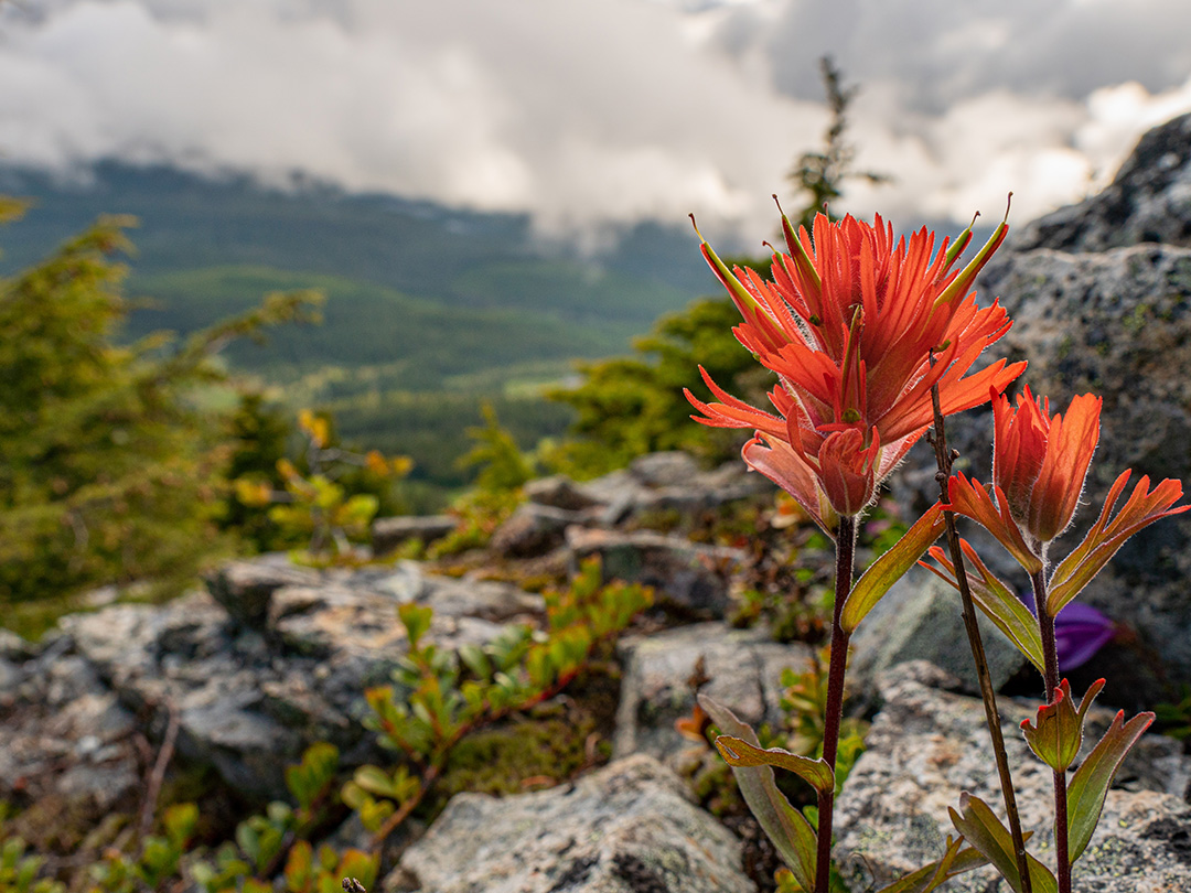 Mount Washington Wildlife, Flora and Fauna